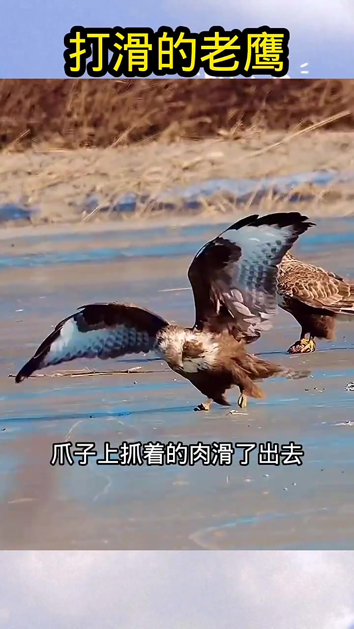 JackeyLove连续十场比赛得分超过突破纪录，老鹰挑战极限！